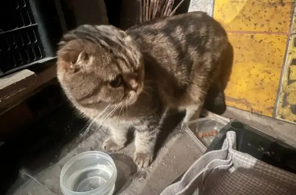 Найдена кошка, Новосибирск, фото: Кошка найдена на Семьи Шамшиных, 43