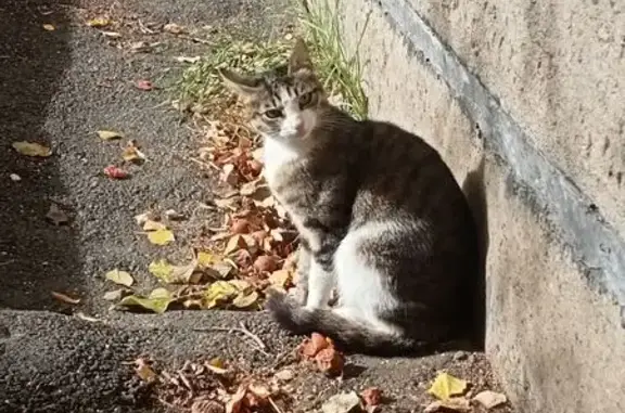 Найдена кошка, Казань, фото: Кошка найдена на Карбышева, 39, Казань