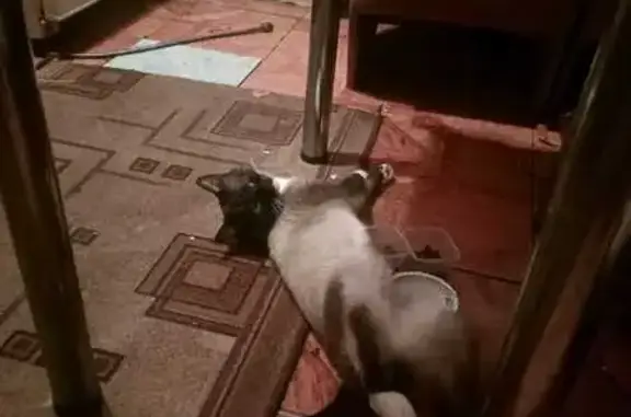 Пропал сиамский кот, Конаково, Тверь