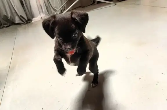 Пропала собака в районе Черниговской дивизии