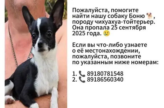 Пропала собака, ул. Садовая, 130