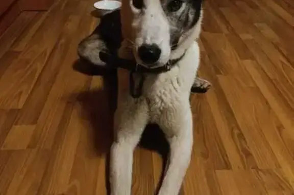 Найдена собака, Томск, фото: Собака найдена: Иркутский тракт, 26, Томск