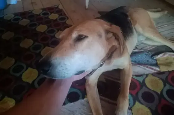 Найдена собака, Бор, фото: Собака найдена: Нижний Новгород, 22Р-0159