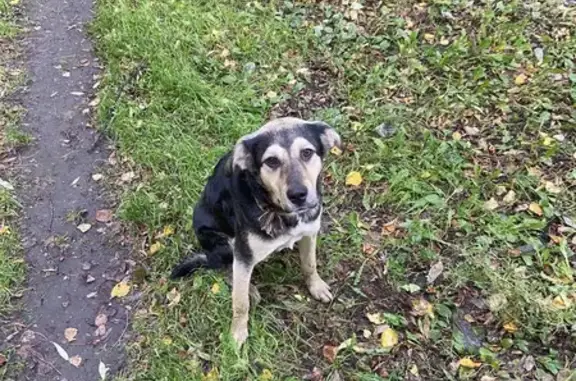 Найдена собака, ул. Героев Танкограда, 42