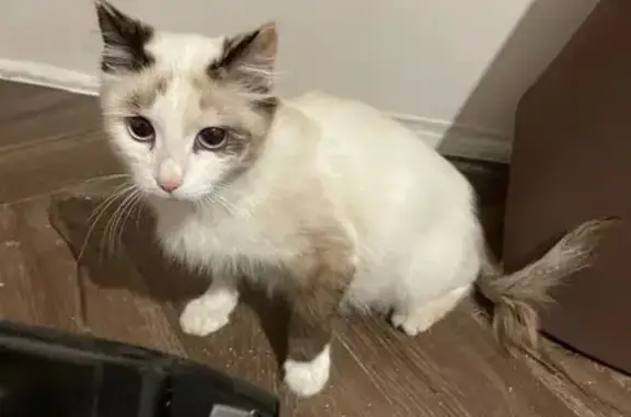 Найдена кошка, , фото: Найдена кошка, Солонцовский сельсовет