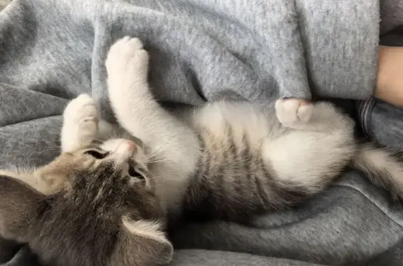 Пропала кошка, ул. Глаголева, 1, Москва