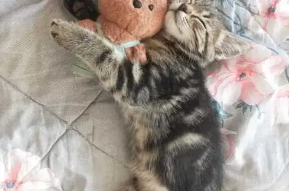 Кошки потеряшки, , фото: Потеряшка кошка, Раменское, МО