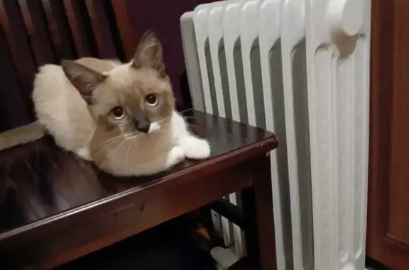 Пропал котенок, переулок 8 Марта, Йошкар-Ола