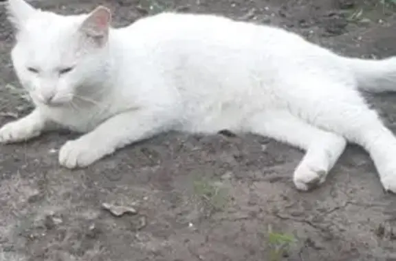 Кошки потеряшки, Новосибирская область, фото: Потеряшка белый кот, Кубовинский с/с