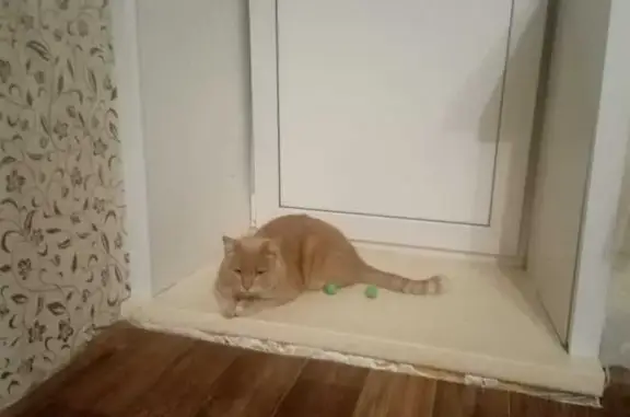 Найдена кошка, Томск, фото: Найден рыжий кот, Томск, ул. Мюнниха, 3