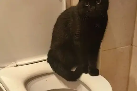 Кошки потеряшки, Санкт-Петербург, фото: Потеряшка кошка, ул. Пилотов, 15 к2, СПб