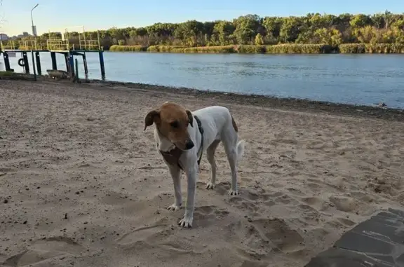 Найдена собака, Ростов-на-Дону, фото: Собака найдена: Левобережная ул., 12