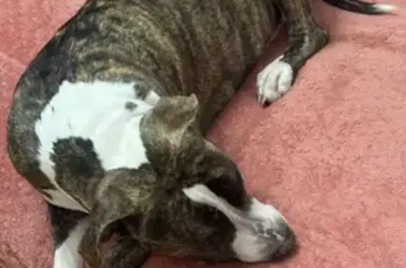 Пропала собака, Набережная ул., 8, Пионерский