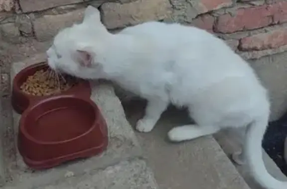 Найдена кошка, Майкоп, фото: Кошка найдена: Комсомольская 176, Майкоп