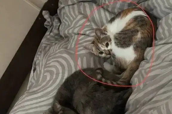 Кошки потеряшки, , фото: Потеряшка кошка на Холодной улице, Орёл