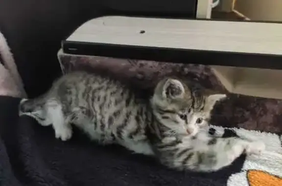 Кошки потеряшки, Верхний Тагил, фото: Потеряшка кошка, ул. Свободы 43, В. Тагил