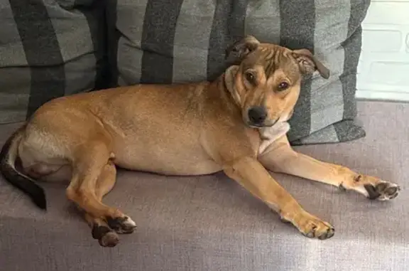 Собаки потеряшки, Нижний Новгород, фото: Потеряшка собака, Пятигорская ул. 27, НН