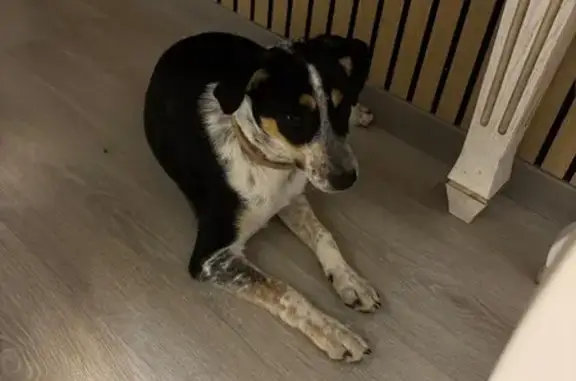 Собака найдена: ул. Степанищева, Волгоград