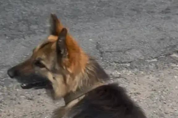 Собаки потеряшки, Нивенское, фото: Потеряшка собака, Нивенское 27К-321