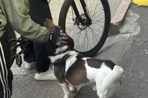 Найдена собака, Тверь, фото: Собака найдена на Гвардейской, 8, Тверь