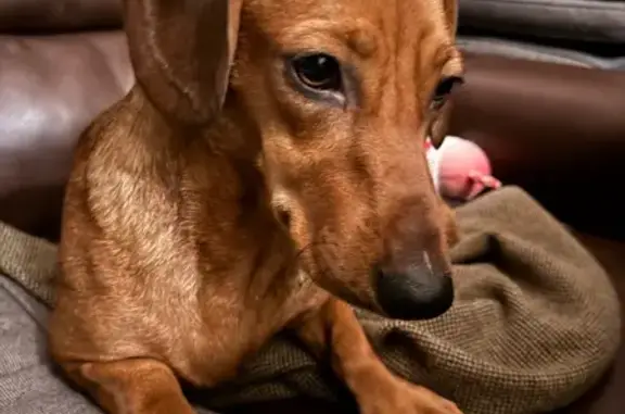 Найдена собака, Московская область, фото: Найдена рыжая такса, Духанино, МО