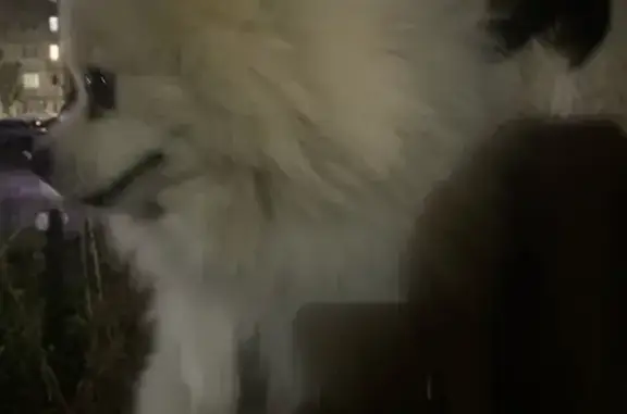 Найдена собака, Стерлитамак, фото: Шпиц найден: Салтыкова-Щедрина, 1Д, Стерлитамак