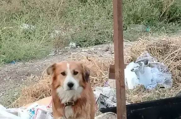 Найдена собака, Астрахань, фото: Найдена собака, Новороссийская ул. 18А