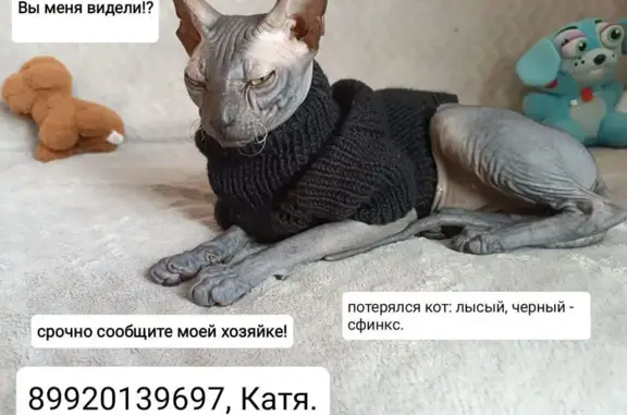 Кошки потеряшки, Оренбург, фото: Потеряшка кошка на ул. Терешковой, 77/1