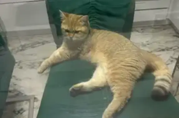 Пропала кошка, Эльтонская 68А, Волгоград