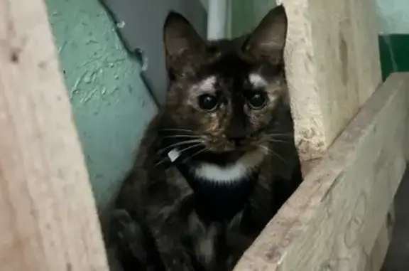 Найдена кошка, , фото: Кошка найдена: ул. Карла Маркса, 436