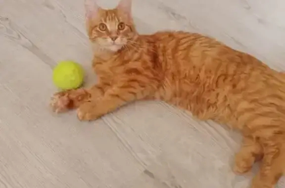 Пропала кошка, Кудиновское ш., Обухово