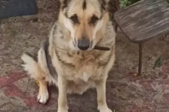 Собаки потеряшки, Первоуральск, фото: Потеряшка собака у Монетки, Юбилейная 9