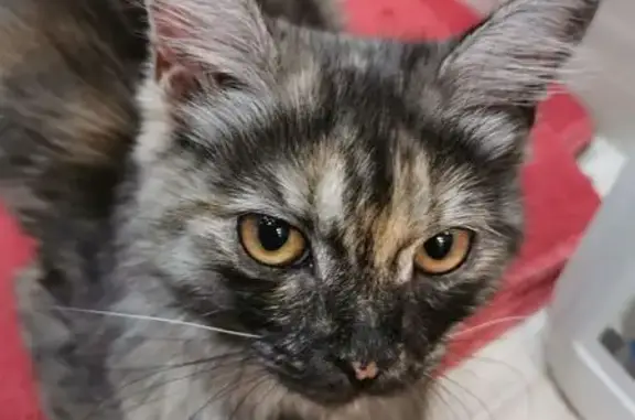 Найдена кошка, Оренбург, фото: Трехцветная кошка найдена: Курортная, 21
