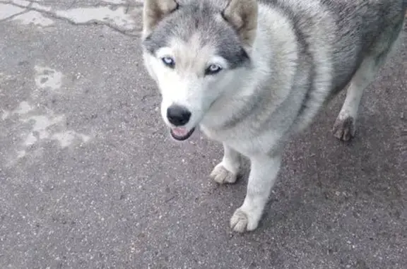Хаски найдена у магазина, Самарская область