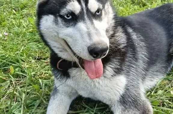 Найдена хаски на Горной улице, Нижний Новгород