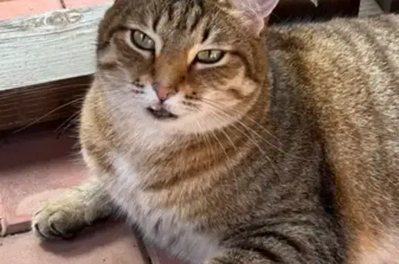 Кошки потеряшки, Челябинская область, фото: Потеряшка кошка в СНТ Заречном, Челябинск