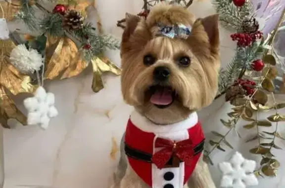 Собаки потеряшки, Новосибирск, фото: Потеряшка собака, Софийская ул. 1Б, НСК