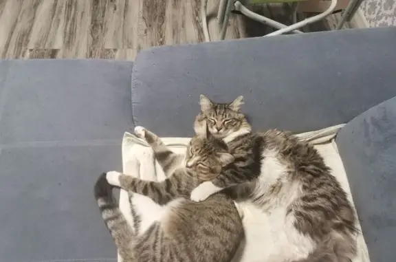 Кошки потеряшки, , фото: Потеряшка кошка, Зелёная ул., Кулаково