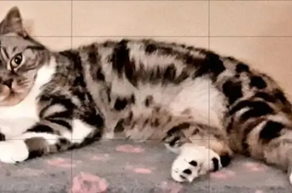 Пропала кошка, ул. Ильича 6, Новосибирск