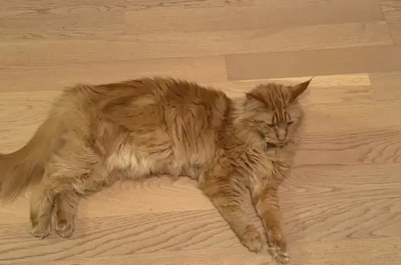 Пропала кошка, Приморское шоссе, Солнечное