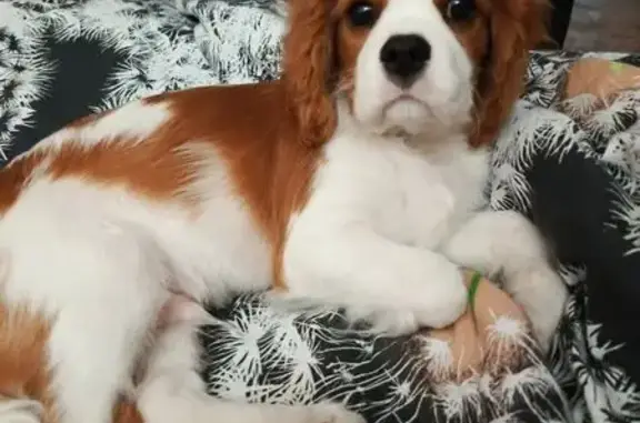 Собаки потеряшки, Севастополь, фото: Потеряшка собака, ул. Декабристов 65, Севастополь