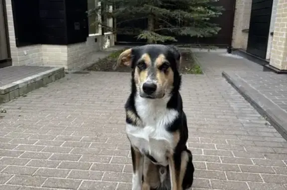 Собаки потеряшки, Московская область, фото: Потеряшка собака в Падиково, МО