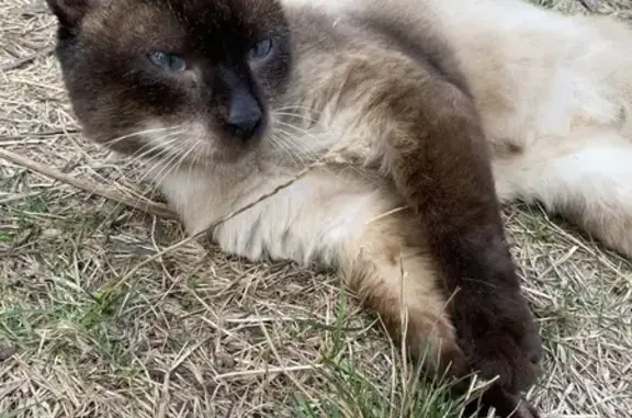 Найдена кошка, , фото: Кошка найдена: Лермонтова, 34