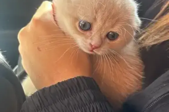 Кошки потеряшки, Запрудня, фото: Потеряшка кошка, Первомайская 73, Запрудня