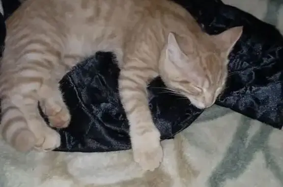 Пропала кошка, ул. Великороссов, Бердск