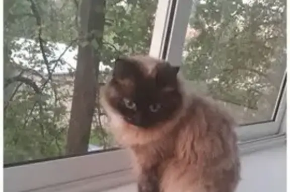 Кошки потеряшки, Ярославль, фото: Потеряшка кошка, ул. Менделеева 5/1, Ярославль