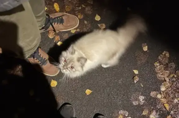 Кошка найдена: Республиканская 23, Глазов