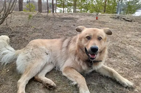 Пропала собака в Сосногорске, Коми
