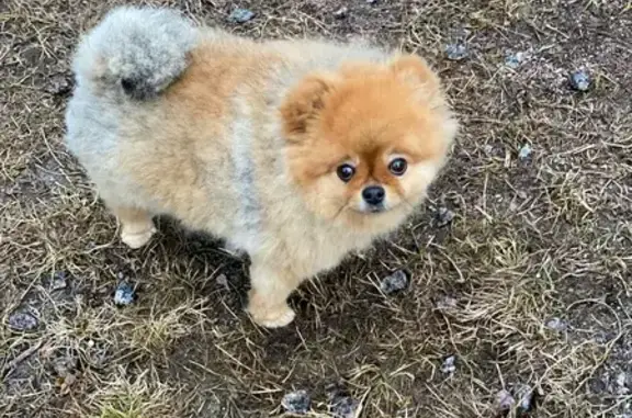 Пропала собака, 41К-440, Каменногорск