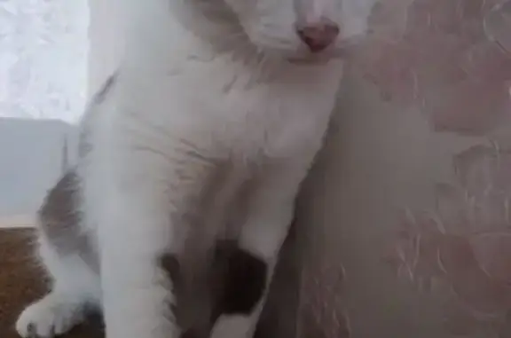 Пропала кошка, Береговая ул., Баюновские Ключи